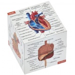 Human Anatomy Study Cube | Study 9 Parts of The Human Body | Perfect Anatomy Revision Guide | Addictive Anatomy Model Cube | Great Gift For Nurse, Dentist, Medical Students